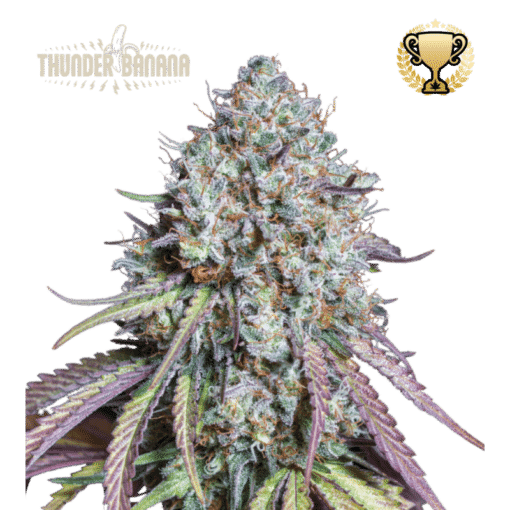 Thunder Banana - Semi Stagionali Fotoperiodici