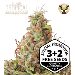 Tropical Zmoothie Auto - Semi Autofiorenti