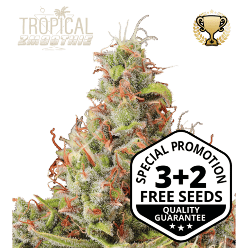 Tropical Zmoothie Auto - Semi Autofiorenti