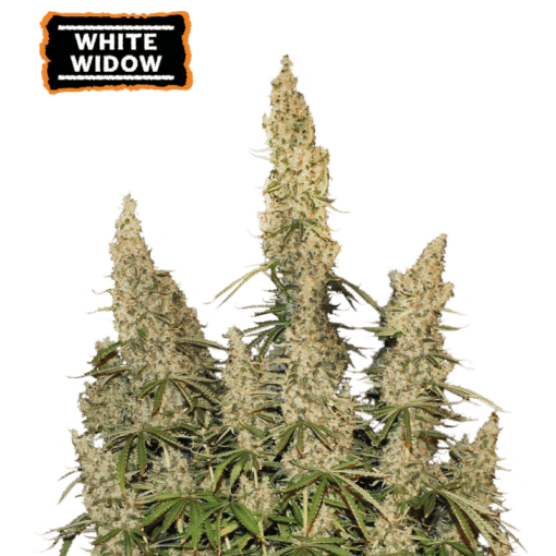 White Widow Auto - Semi Autofiorenti