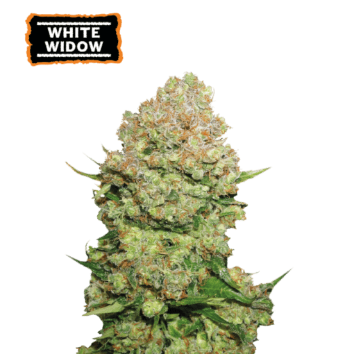 White Widow - Semi Stagionali Fotoperiodici