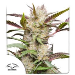 Auto Mimosa Punch - Semi Autofiorenti