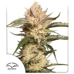 Auto Trichome & Cream - Semi Autofiorenti