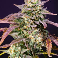 Purple Punch OG XL Auto - Semi Autofiorenti