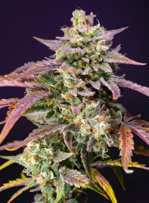 Purple Punch OG XL Auto - Semi Autofiorenti