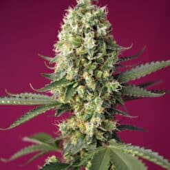 Skywalker OG Runtz XL Auto - Semi Autofiorenti