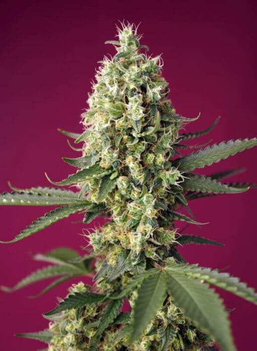 Skywalker OG Runtz XL Auto - Semi Autofiorenti