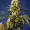 Strawberry Banana Gelato XL Auto - Semi Autofiorenti