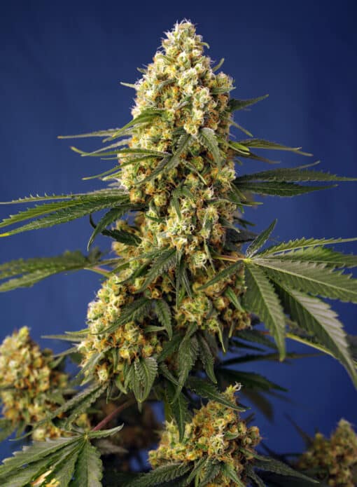 Strawberry Banana Gelato XL Auto - Semi Autofiorenti