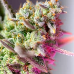 Sweet Mimosa XL Auto - Semi Autofiorenti