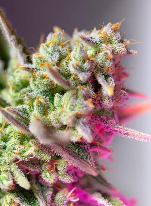 Sweet Mimosa XL Auto - Semi Autofiorenti