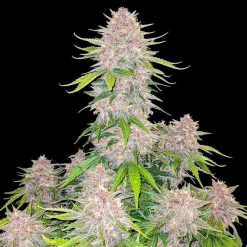 Cherry Cola Auto - Semi Autofiorenti