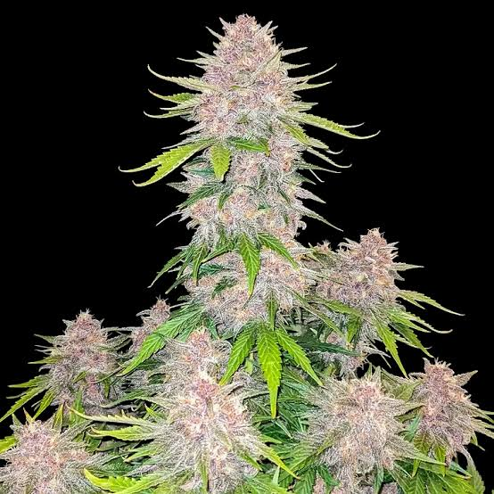 Cherry Cola Auto - Semi Autofiorenti