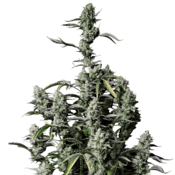 Gorilla Zkittlez Auto - Semi Autofiorenti