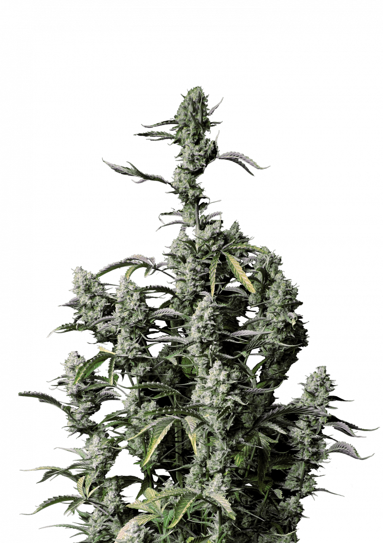 Gorilla Zkittlez Auto - Semi Autofiorenti