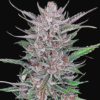 Gorilla Punch Auto - Semi Autofiorenti