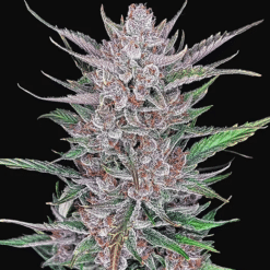Gorilla Punch Auto - Semi Autofiorenti