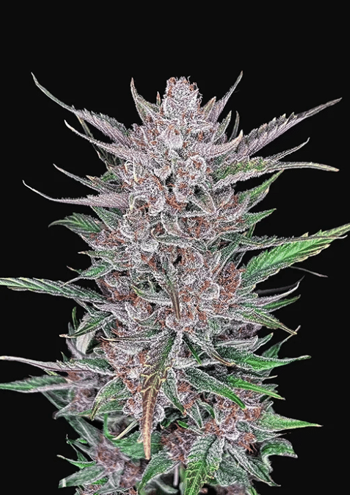 Gorilla Punch Auto - Semi Autofiorenti