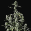 Gorilla Zkittlez Auto - Semi Autofiorenti