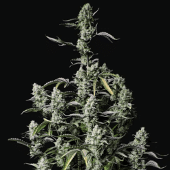Gorilla Zkittlez Auto - Semi Autofiorenti