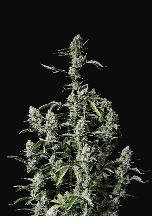 Gorilla Zkittlez Auto - Semi Autofiorenti