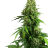 Honey Melon Kush Auto - Semi Autofiorenti