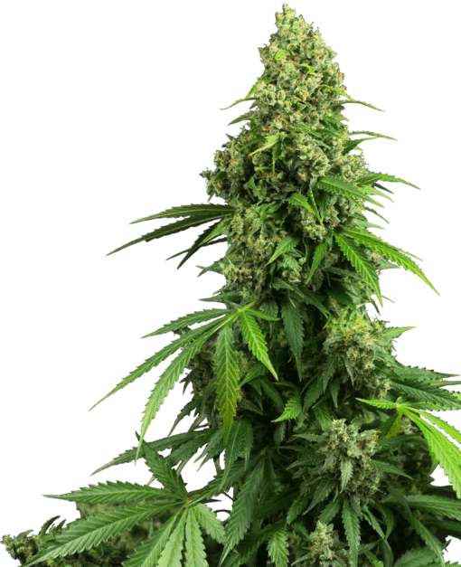 Honey Melon Kush Auto - Semi Autofiorenti