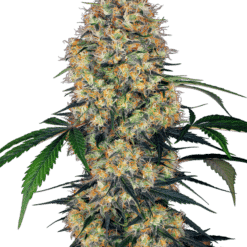 Sensi Amnesia XXL Auto - Semi Autofiorenti