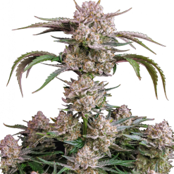 Strawberry Gorilla Auto - Semi Autofiorenti