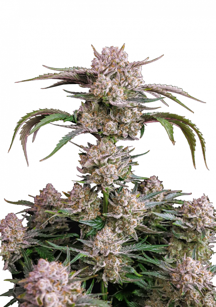 Strawberry Gorilla Auto - Semi Autofiorenti
