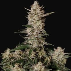 Strawberry Gorilla Auto - Semi Autofiorenti