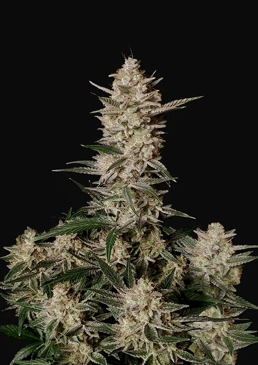 Strawberry Gorilla Auto - Semi Autofiorenti