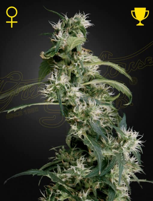 Arjan’s Ultra Haze 2 (Mango Haze) - Semi Stagionali Fotoperiodici