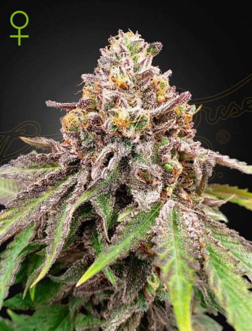 Blue Haze x Gelato 41 Auto - Semi Autofiorenti
