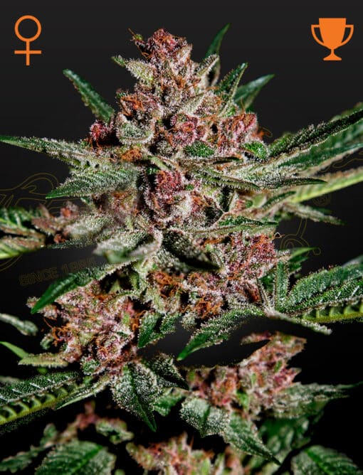 Bubba Kush - Semi Stagionali Fotoperiodici
