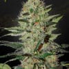 Exodus Cheese Auto - Semi Autofiorenti