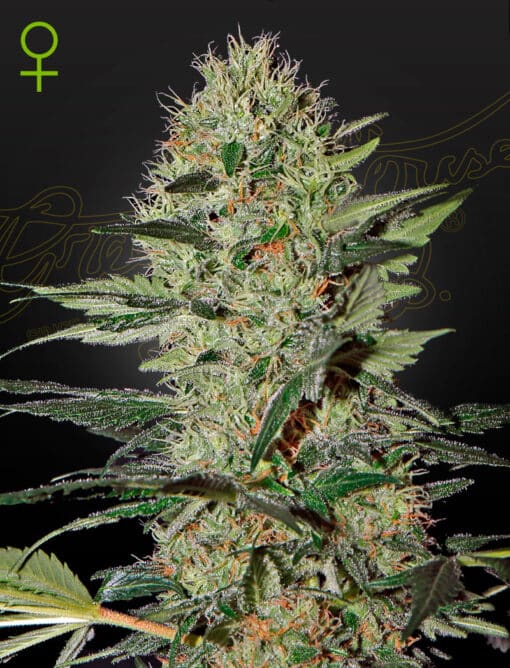 Exodus Cheese Auto - Semi Autofiorenti