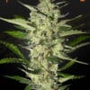 Flower Bomb Kush - Semi Stagionali Fotoperiodici