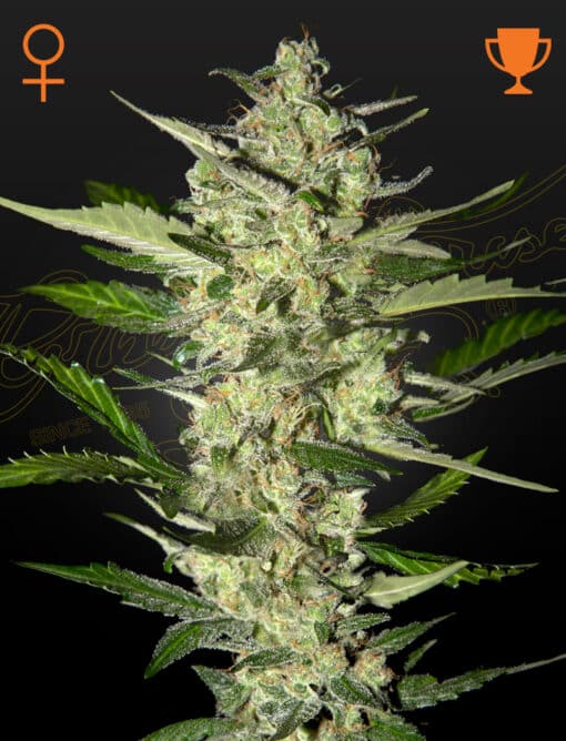 Flower Bomb Kush - Semi Stagionali Fotoperiodici