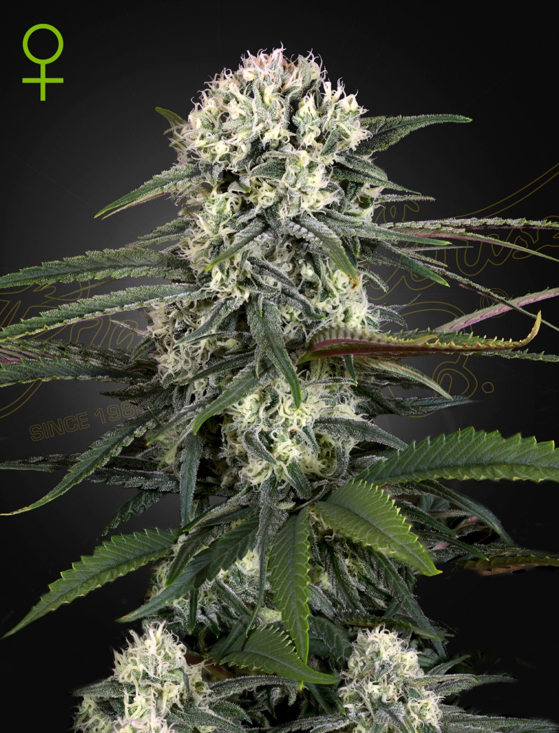 Auto-Bomb - Semi Autofiorenti