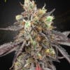 Gelato 41 x Gelato 41 Auto - Semi Autofiorenti