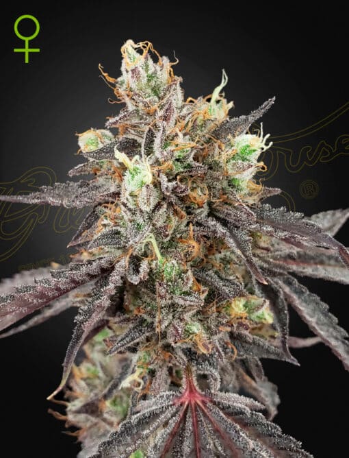 Gelato 41 x Gelato 41 Auto - Semi Autofiorenti