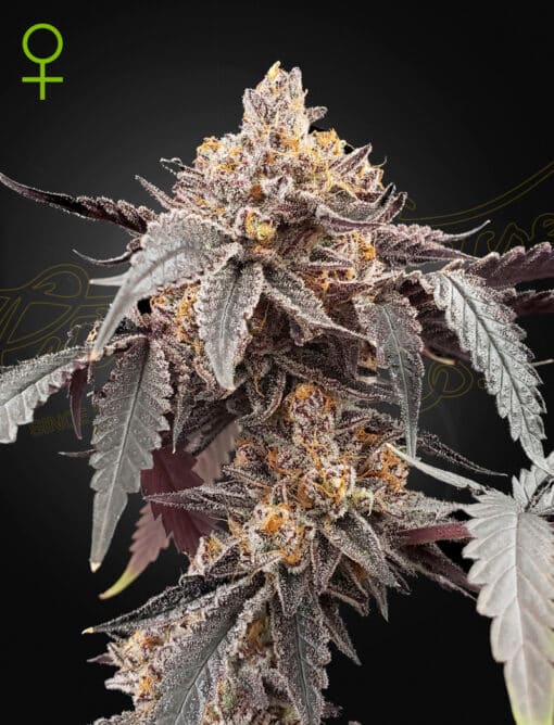 Guava x Gelato 41 auto - Semi Autofiorenti