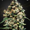 Jack Herer - Semi Stagionali Fotoperiodici
