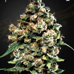 Jack Herer - Semi Stagionali Fotoperiodici