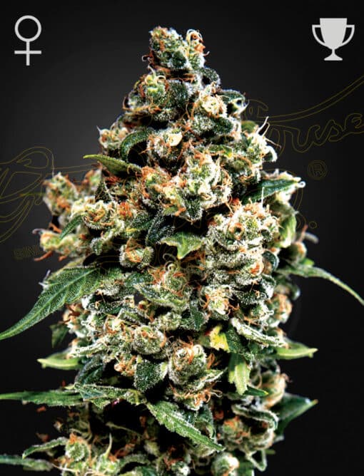 Jack Herer - Semi Stagionali Fotoperiodici