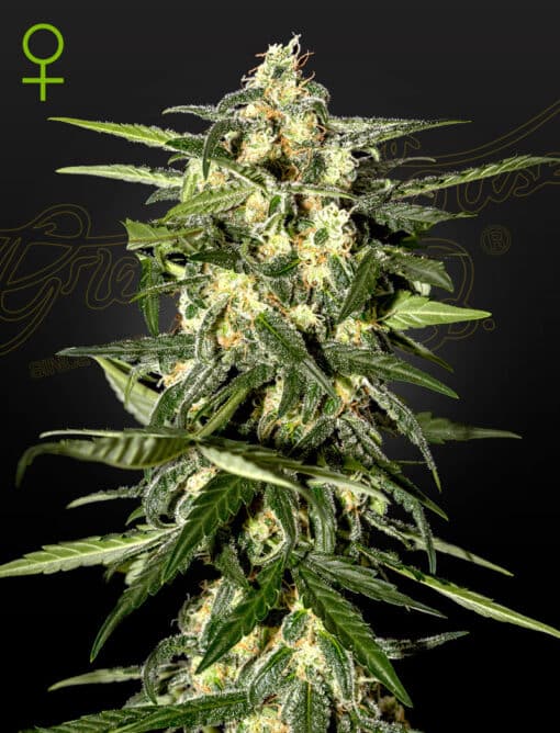 Jack Herer Auto - Semi Autofiorenti