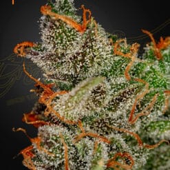 King’s Kush - Semi Stagionali Fotoperiodici