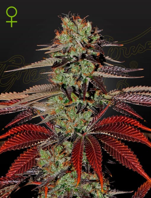 King’s Kush Auto - Semi Autofiorenti