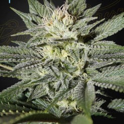 King’s Kush CBD - Semi Stagionali Fotoperiodici